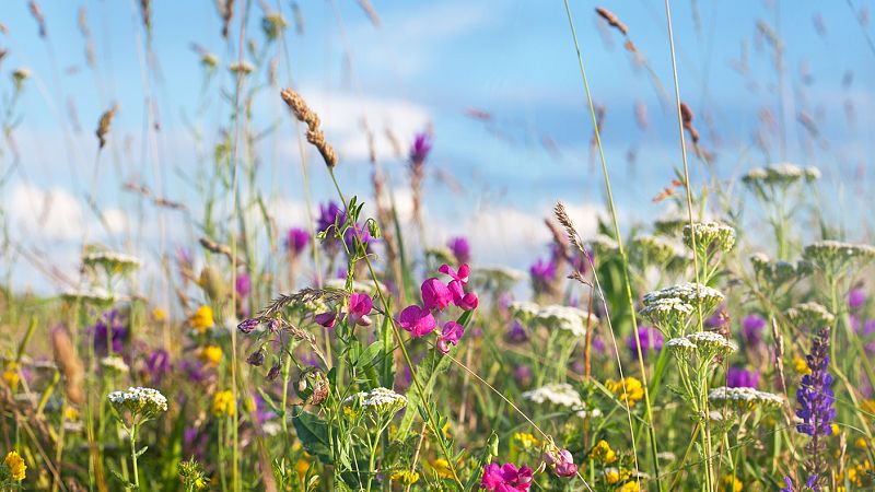 Medlemsmöte 12/6 – sommaravslutning